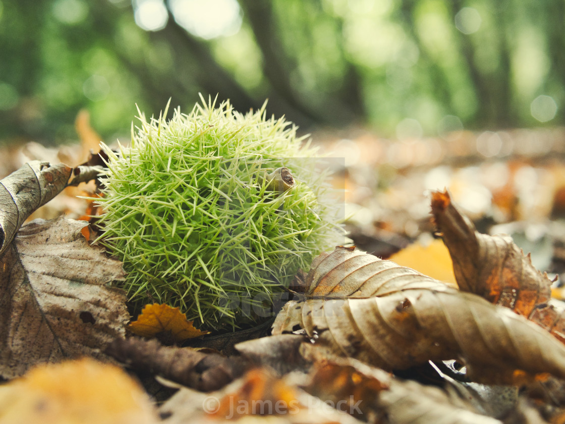 "Sweet Chestnut" stock image