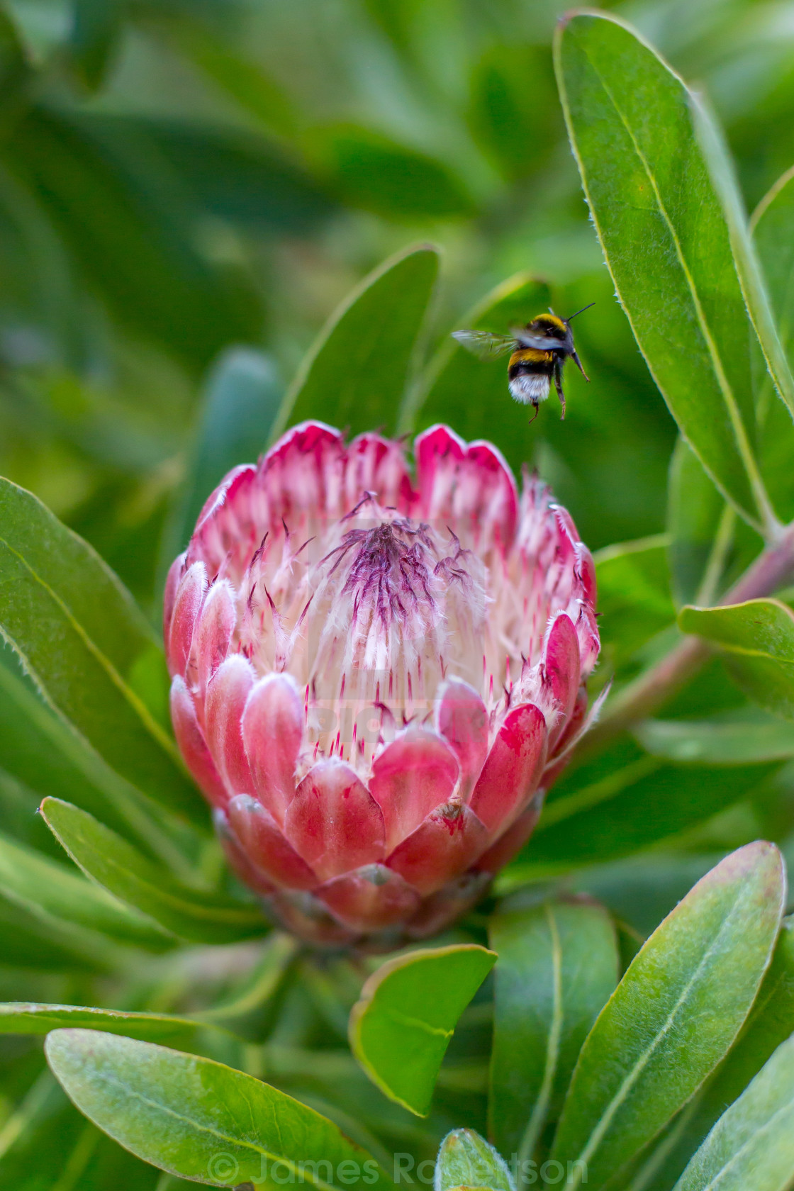 "Protea" by James Robertson - £6.20 "Protea" stock image