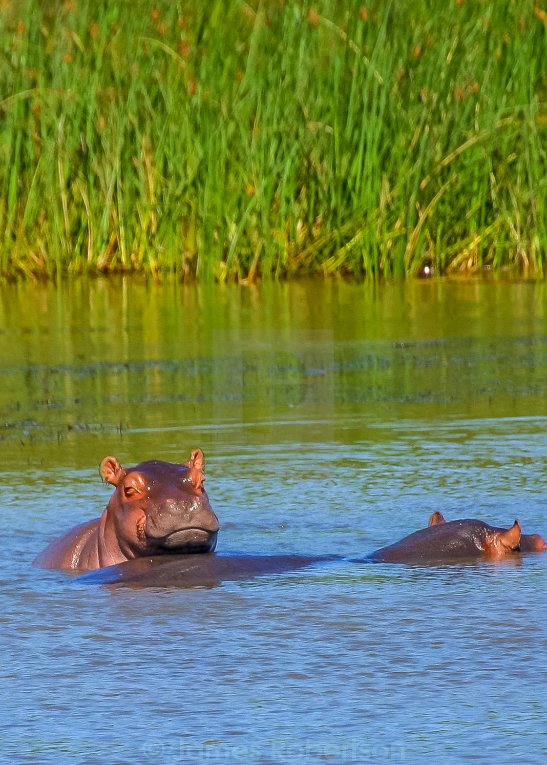 "Baby Hippo" by James Robertson - £3.72 "Baby Hippo" stock image