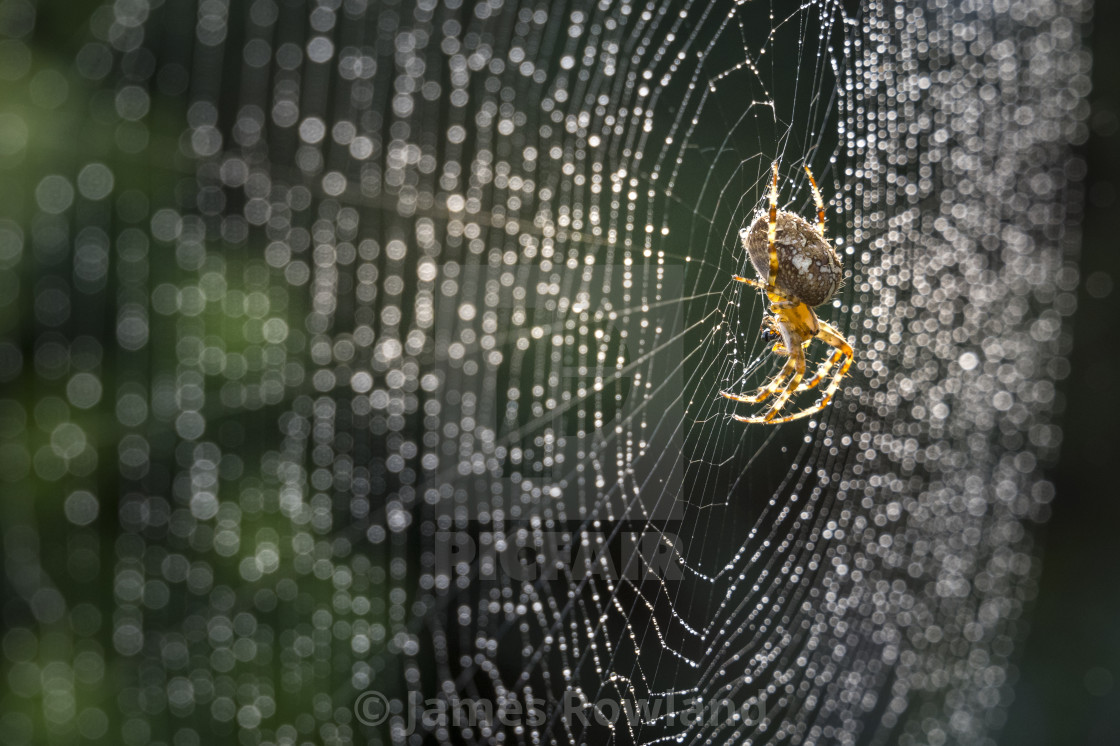 "The Silver Web" stock image