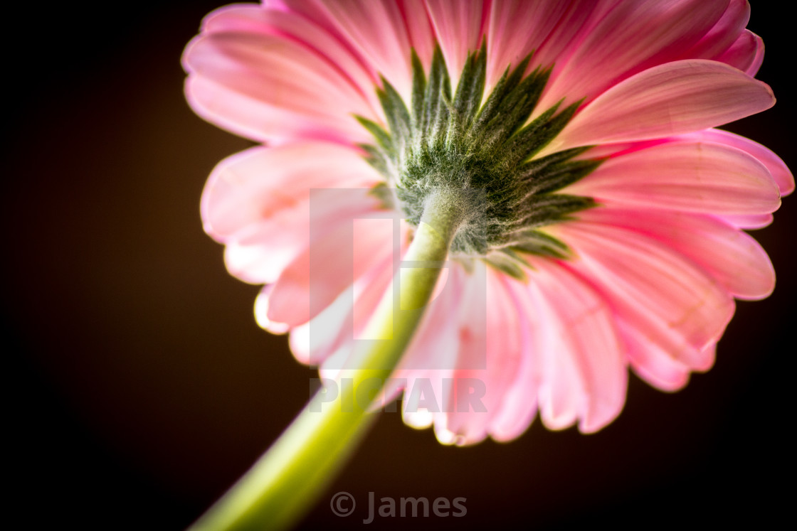 "Flower view" stock image