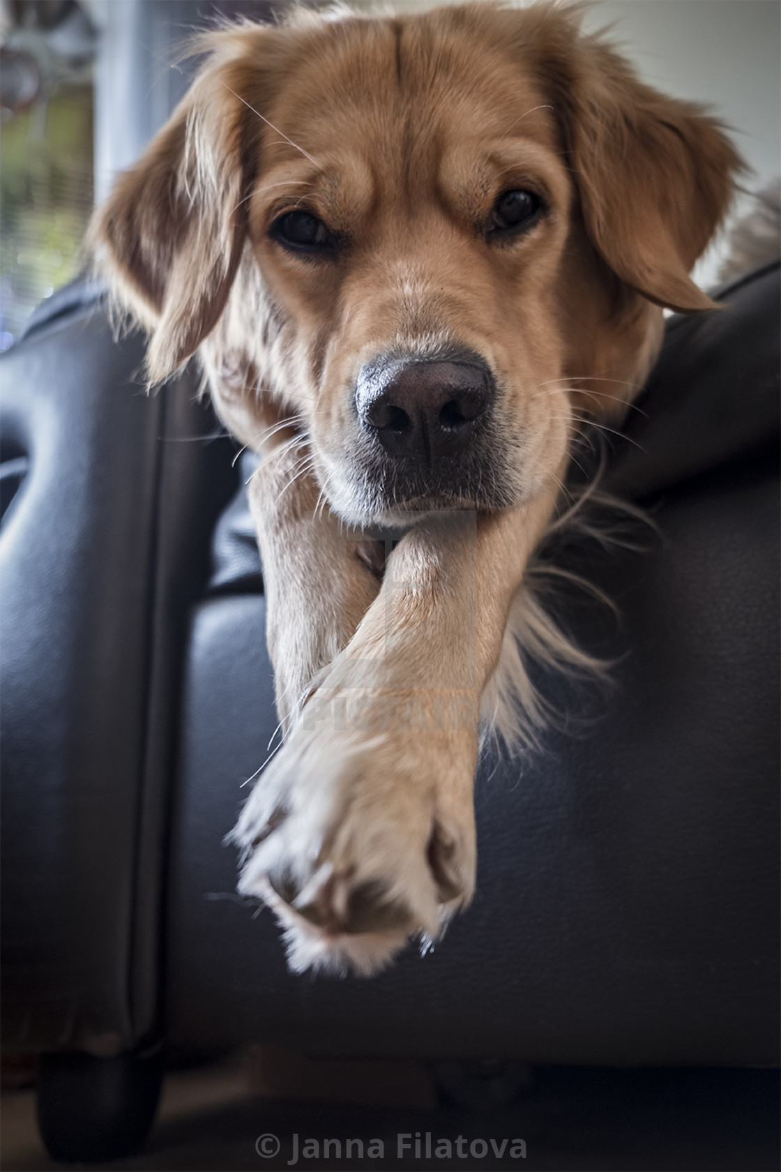 Utah Golden Retriever On Her Couch License Download Or Print For 18 60 Photos Picfair