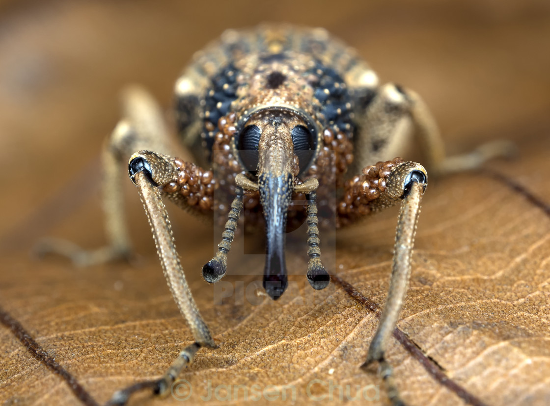 "Weevil & Mites" stock image