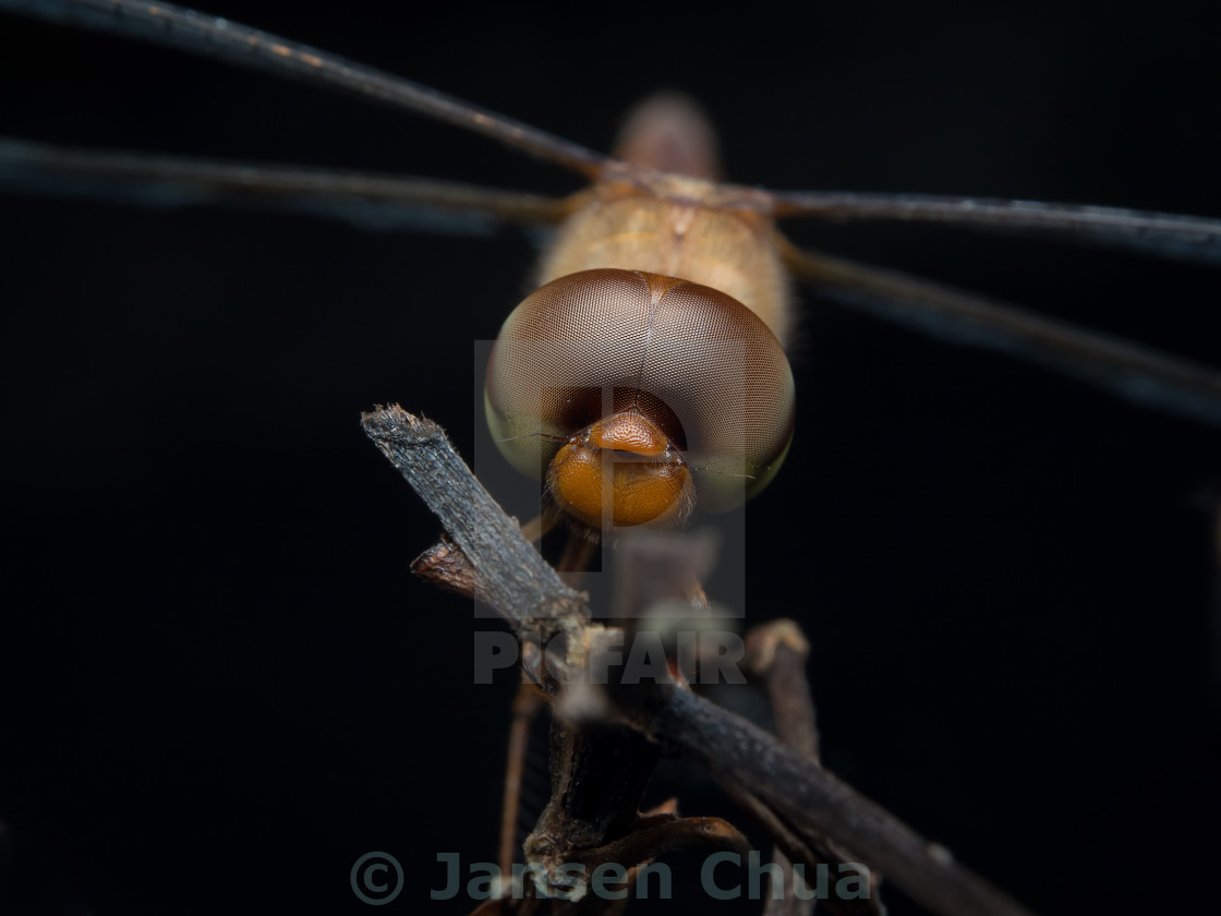 "Dragonfly Eyes" stock image