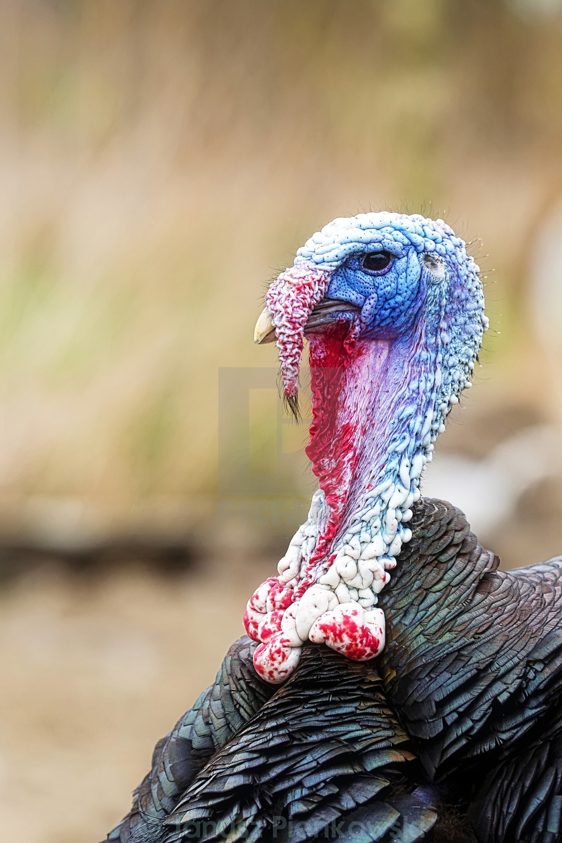 "Turkey on the farm" stock image