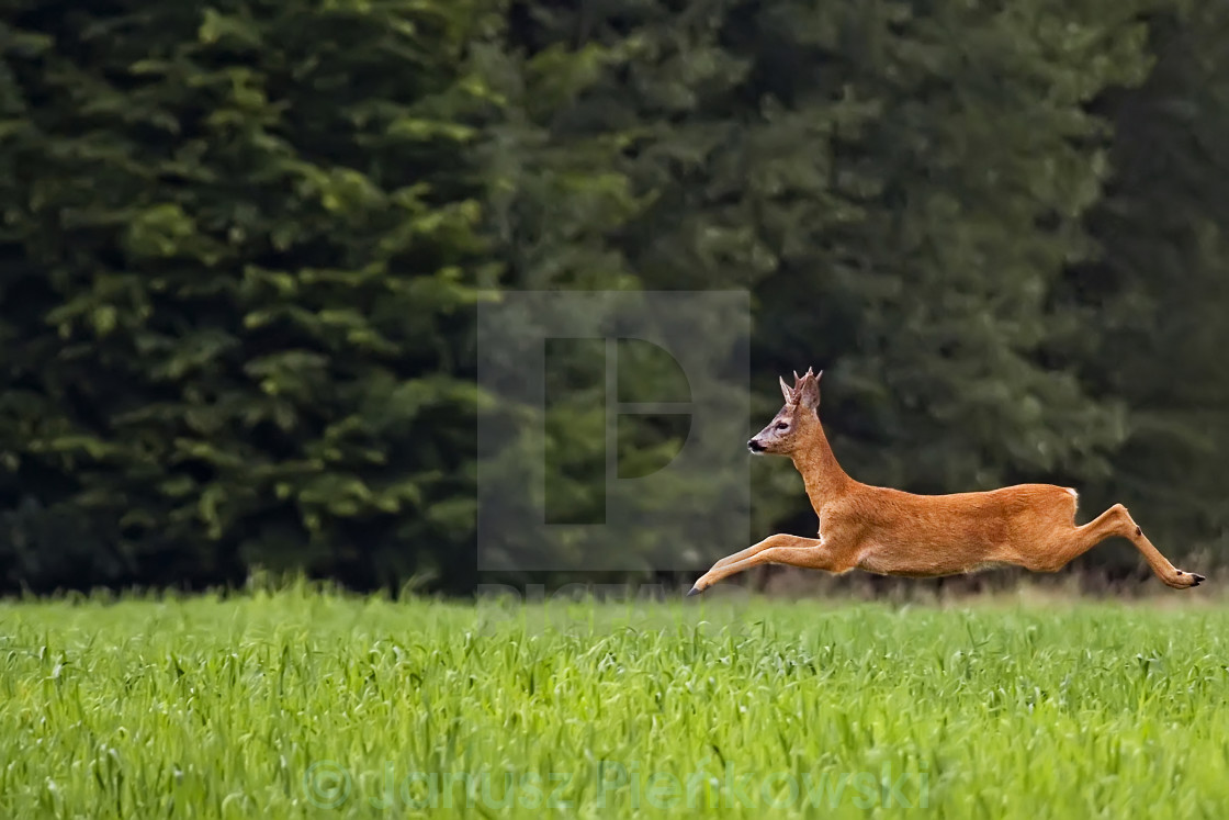 "Buck deer on the run in the wild" stock image