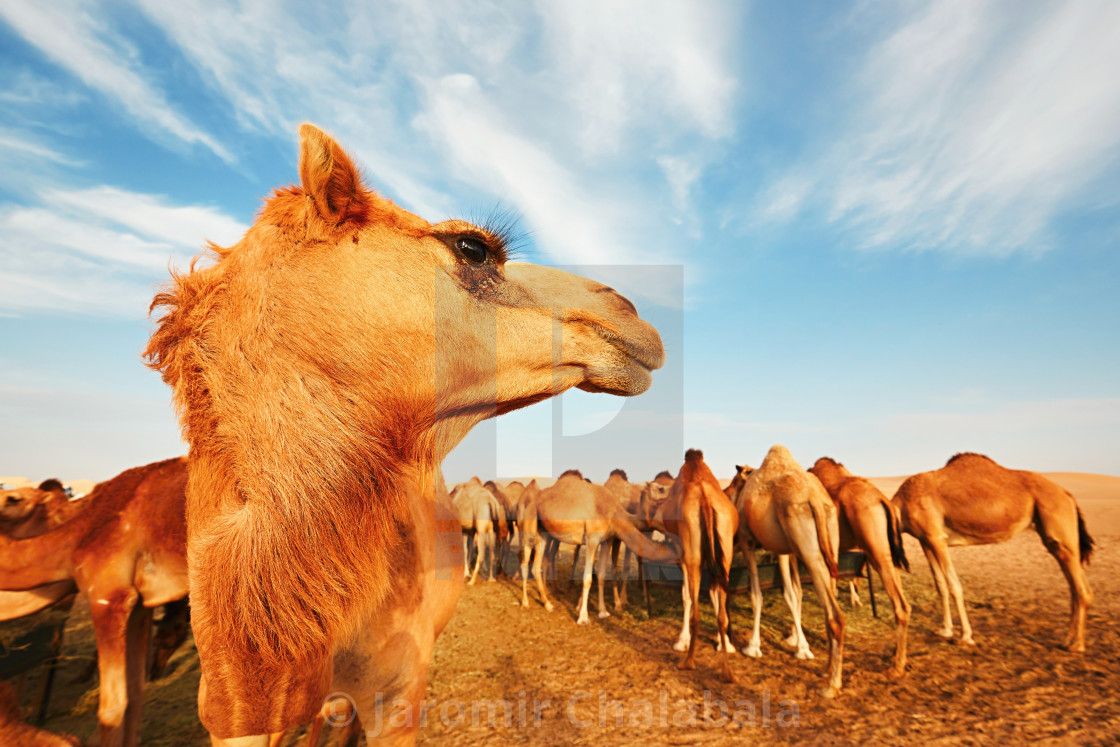 "Herd of camels" stock image