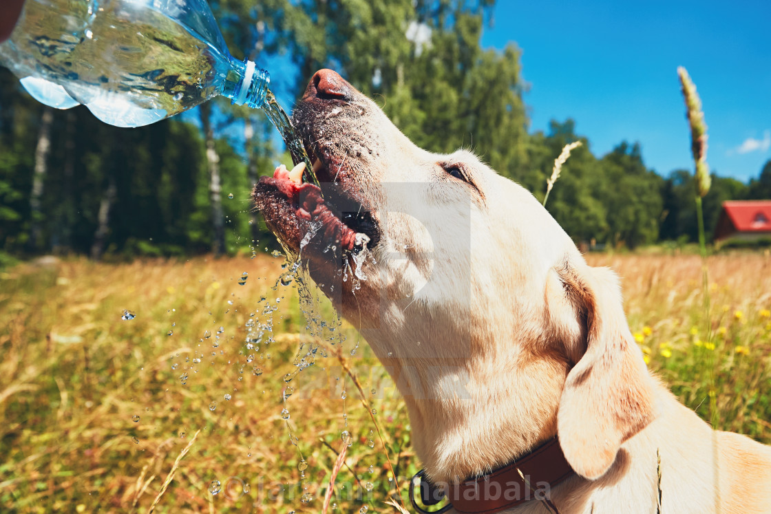 "Thirsty dog in summer day" stock image