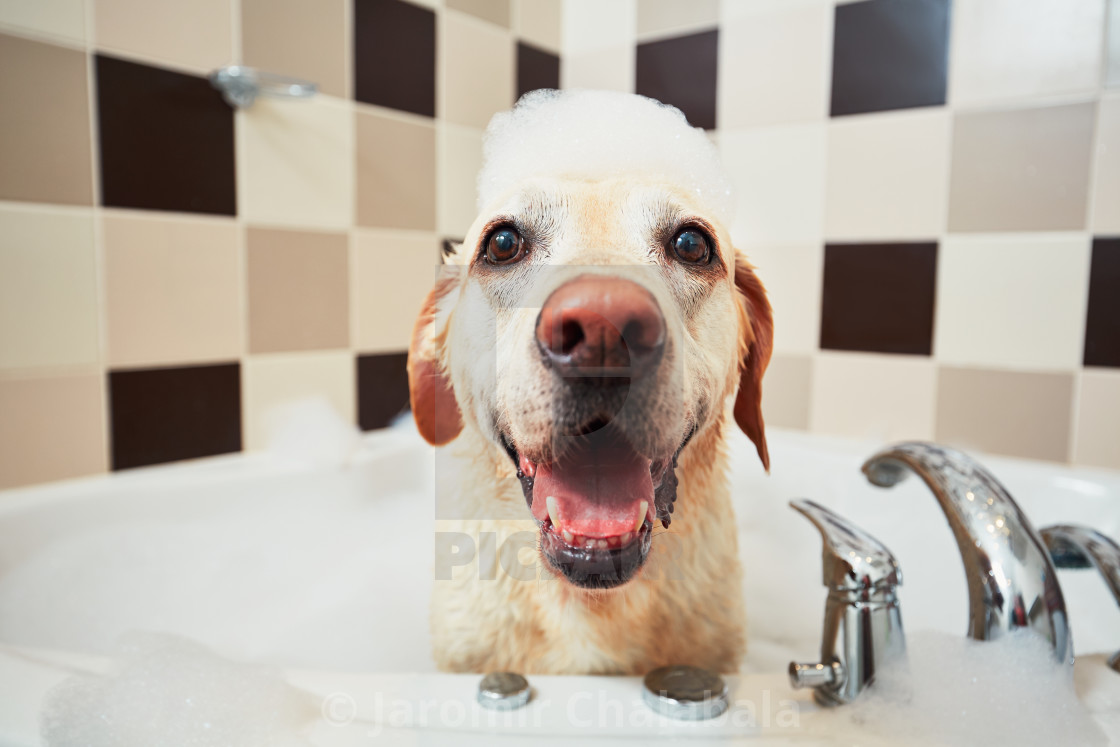 "Bathing of the yellow labrador retriever. Happiness dog taking a bubble bath." stock image