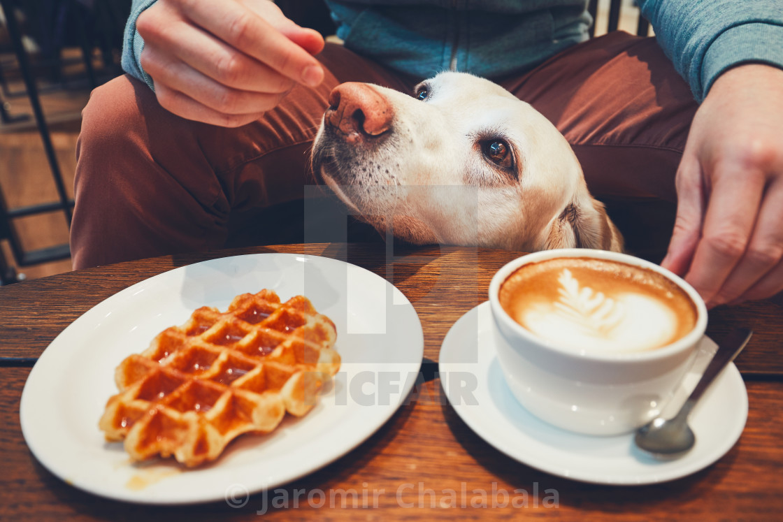 "Curious dog in the cafe" stock image