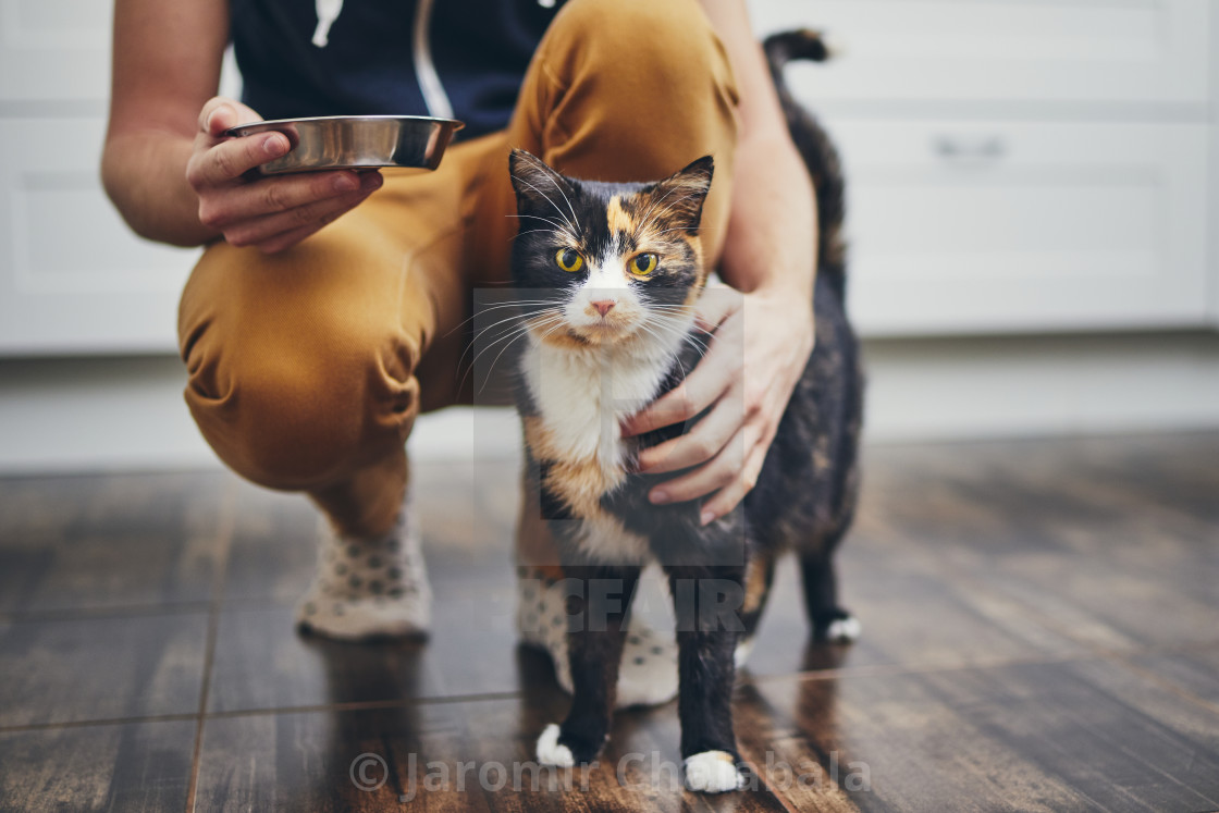 "Domestic life with cat" stock image