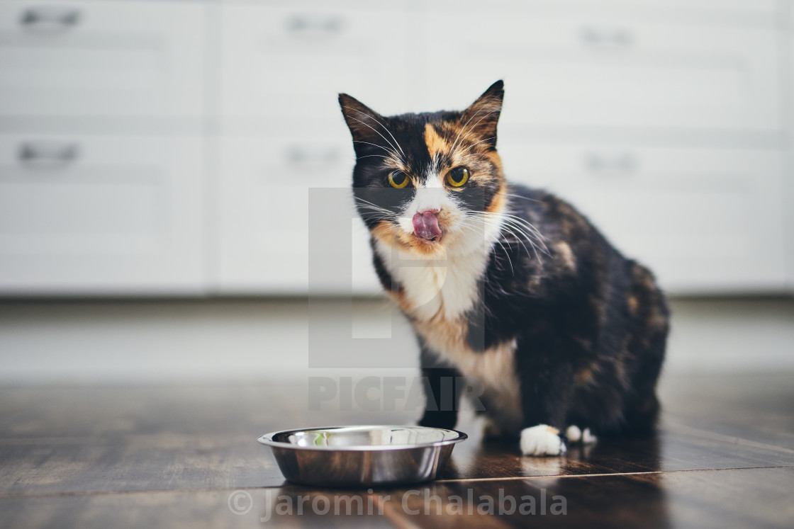 "Hungry cat at home kitchen" stock image