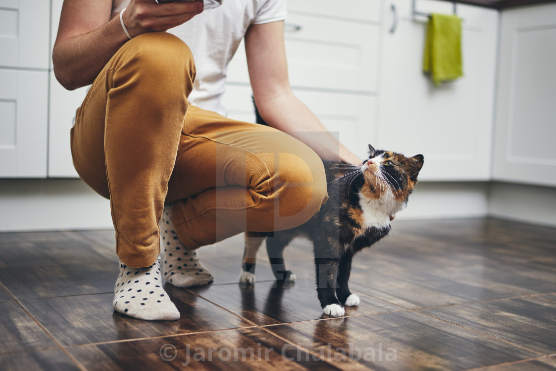 "Domestic life with cat" stock image