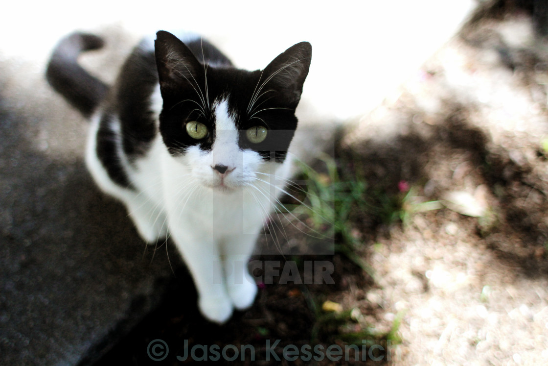 "South Carolina Kitty" by Jason Kessenich - £8.68 "South Carolina Kitty" stock image