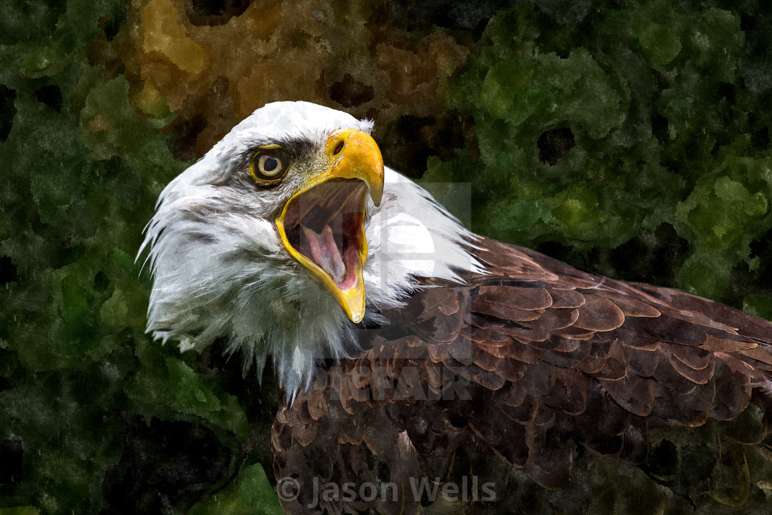 Bald Eagle With Its Mouth Open License Download Or Print For