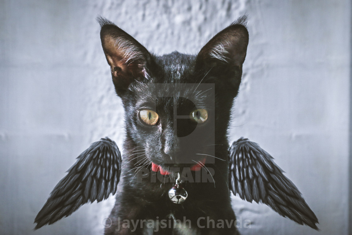 Black Cat With Wings License Download Or Print For 62 00