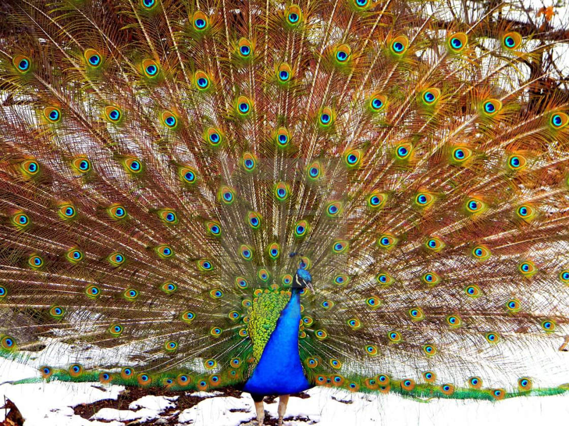Peacock Fanning - License, download or print for £12.40 | Photos | Picfair