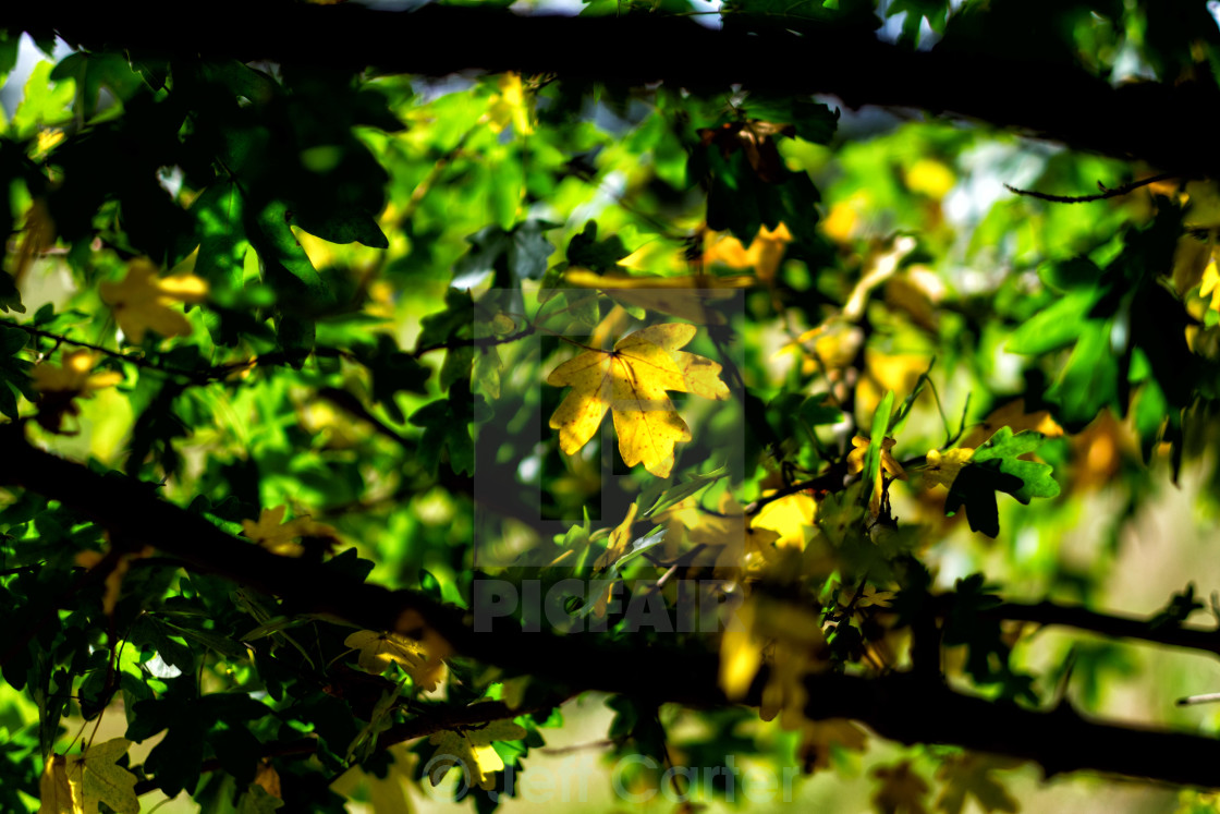 "Autumn Leaves" stock image