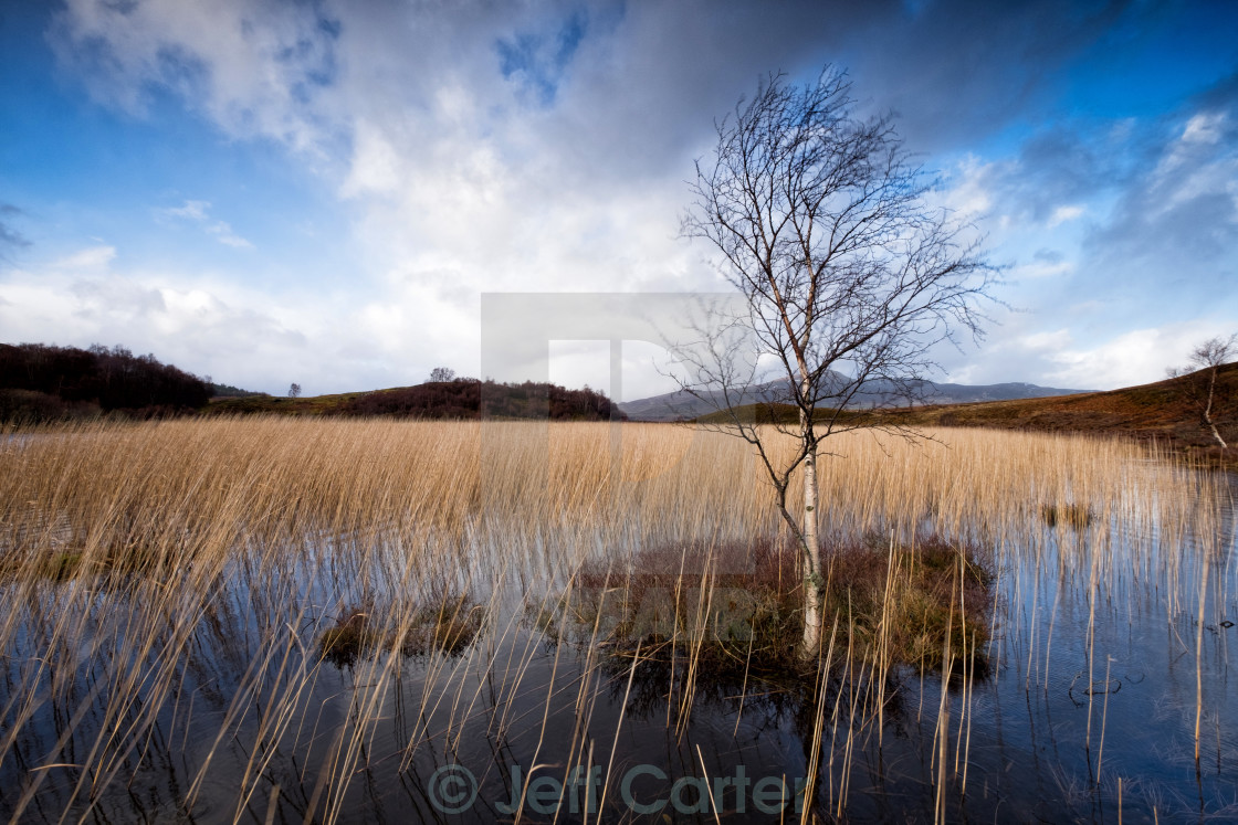 "Lone Birch Tree" stock image