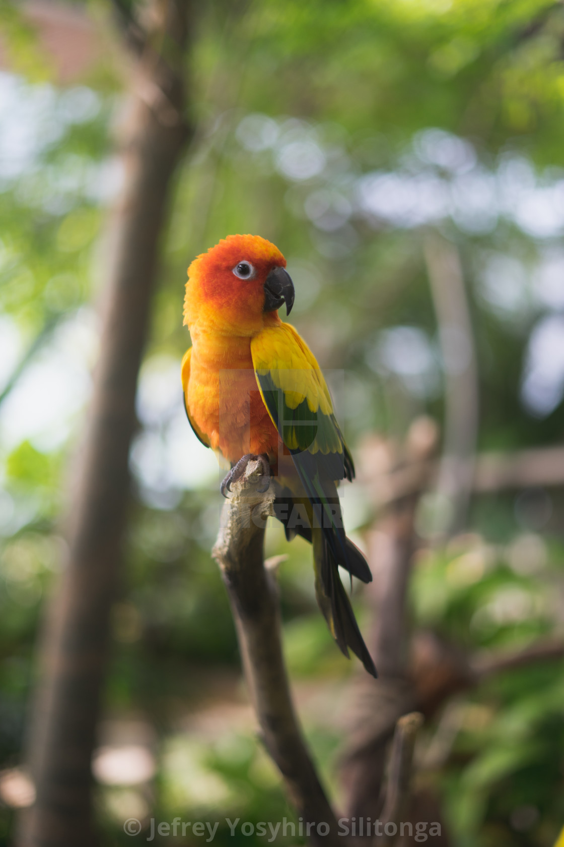 Love Birds 2 License Download Or Print For 12 40