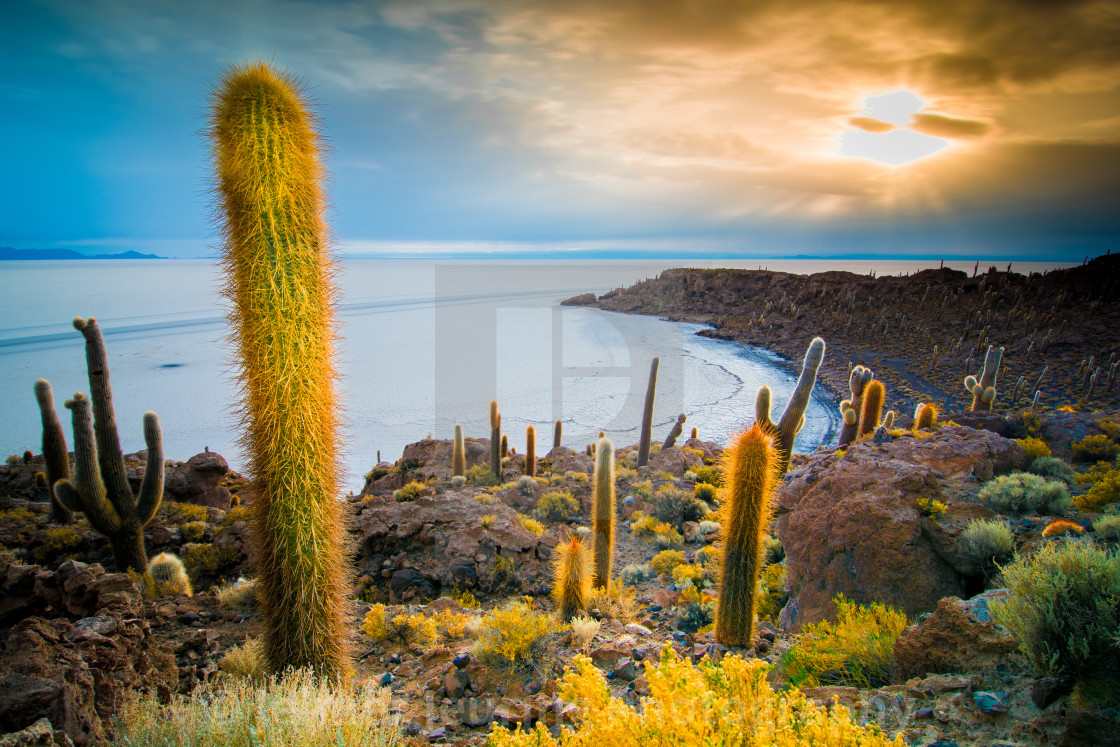 "Cactus island" stock image