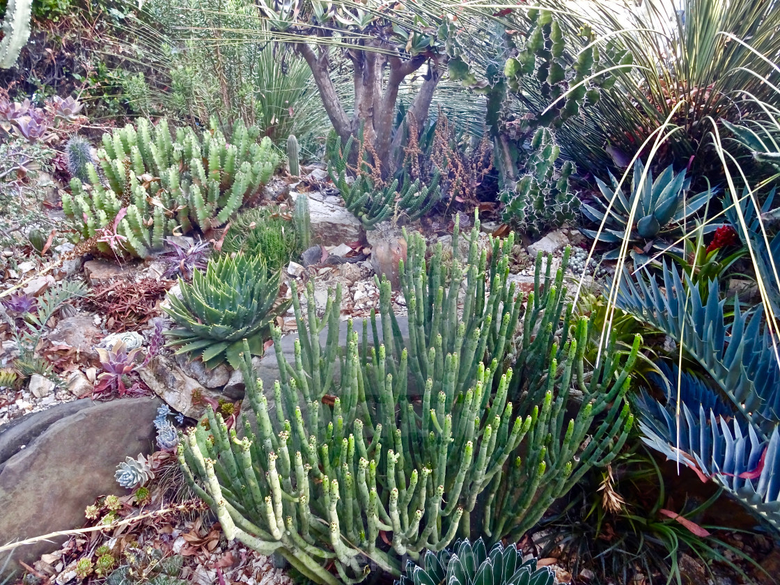 Succulent Rock Garden License Download Or Print For 3 00