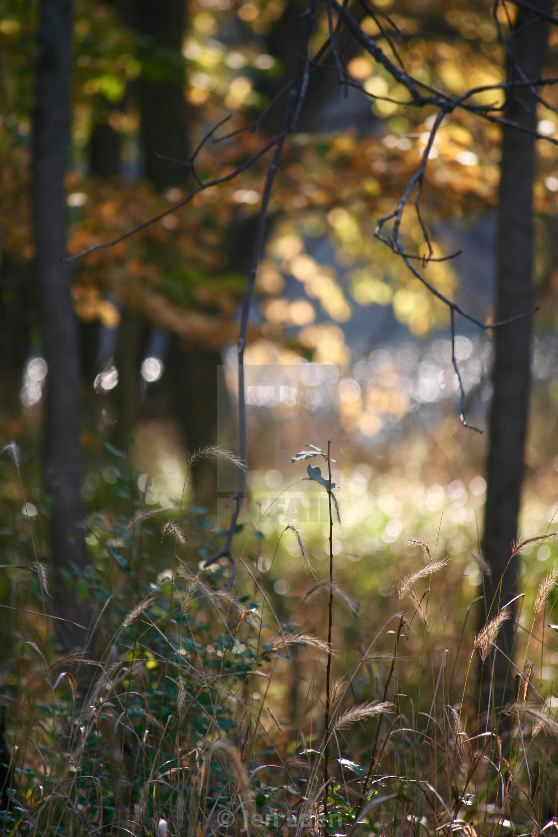 Grass Focal Point - Woods - Autumn - River Background - License, download  or print for £ | Photos | Picfair