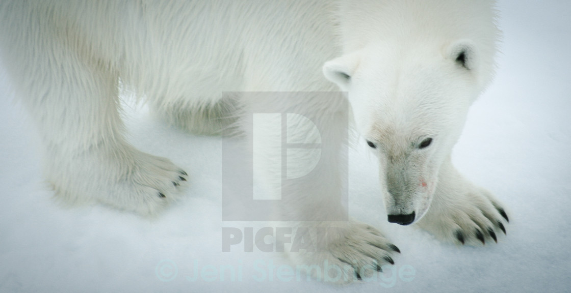 "Close up of a polar bear" stock image