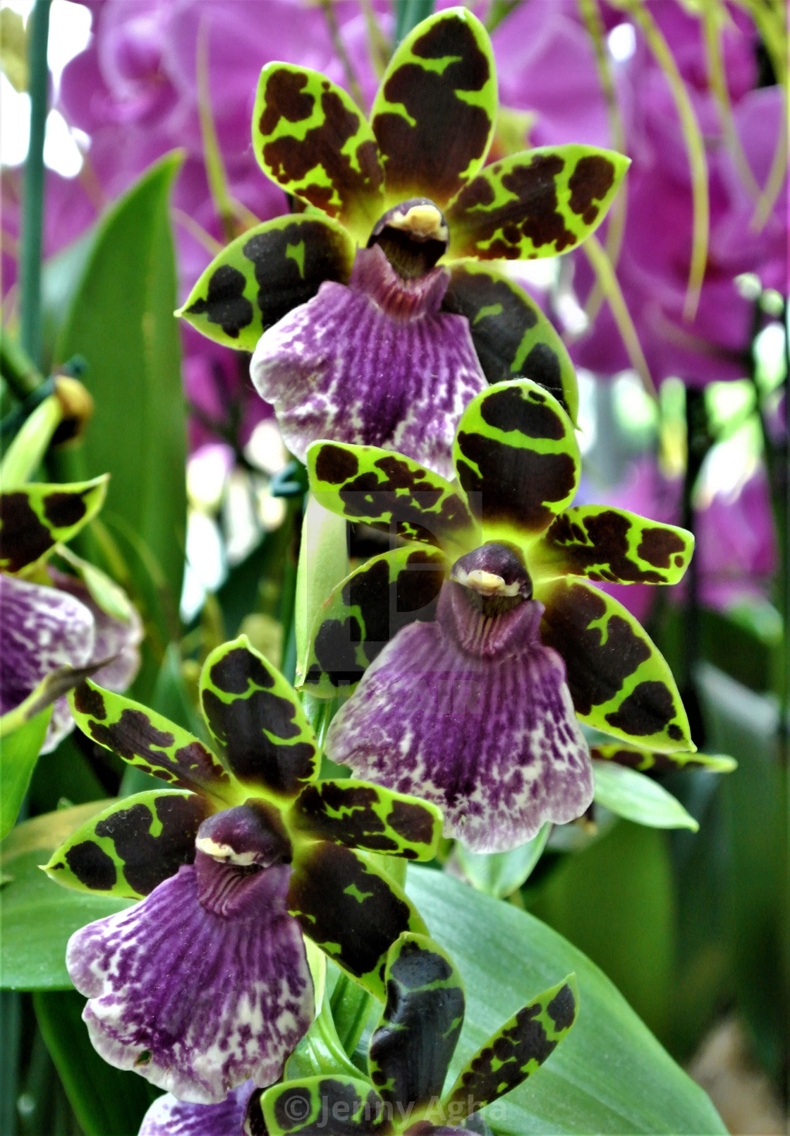 Green And Purple Orchids License Download Or Print For 16 12 Photos Picfair