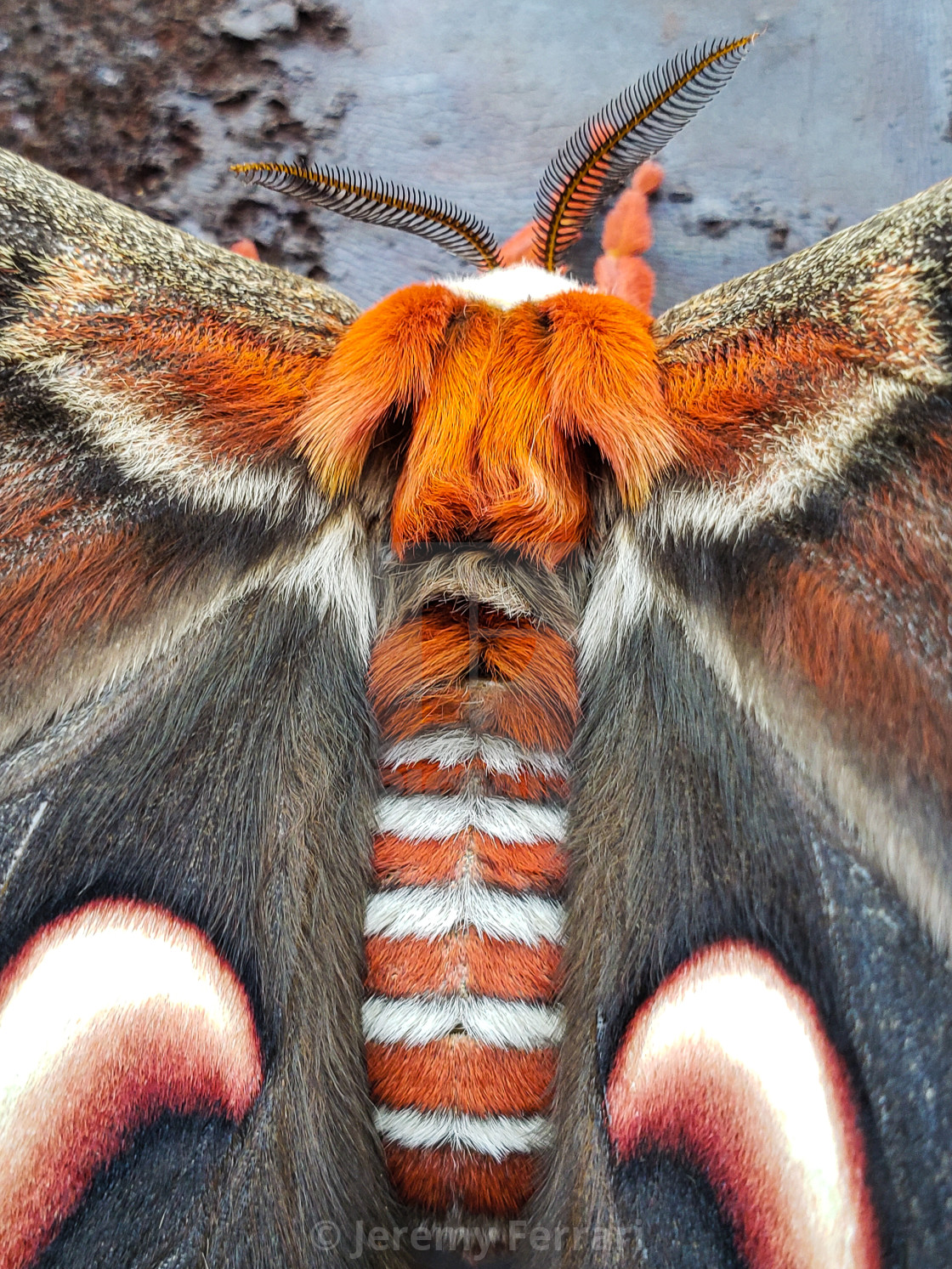 Cecropia Moth Close Up License Download Or Print For 8 68 Photos Picfair