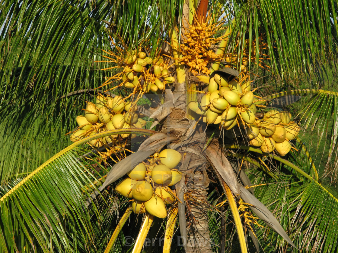"coconut tree" by Jerry Daws - $3.09 "coconut tree" stock image