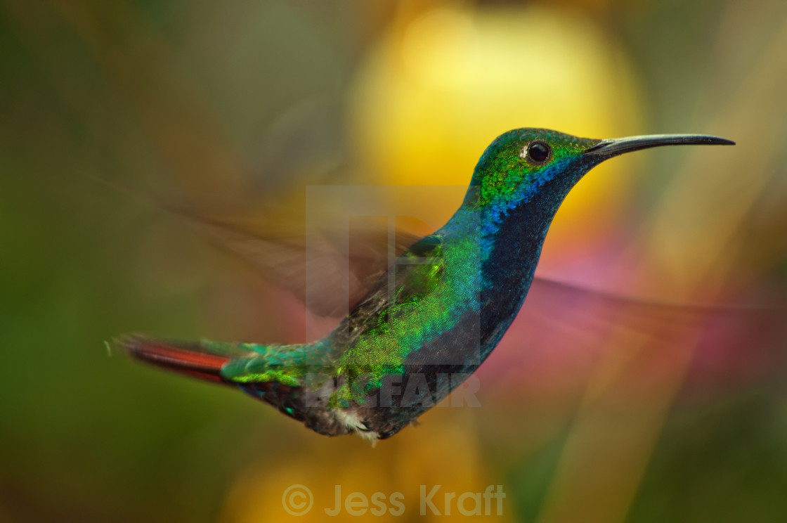 "Closeup of a Hummingbird in Flight" stock image