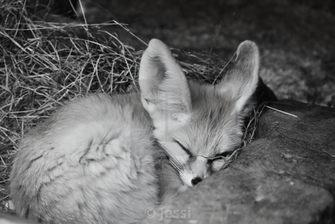 Baby Fennec Fox License Download Or Print For 12 40 Photos Picfair