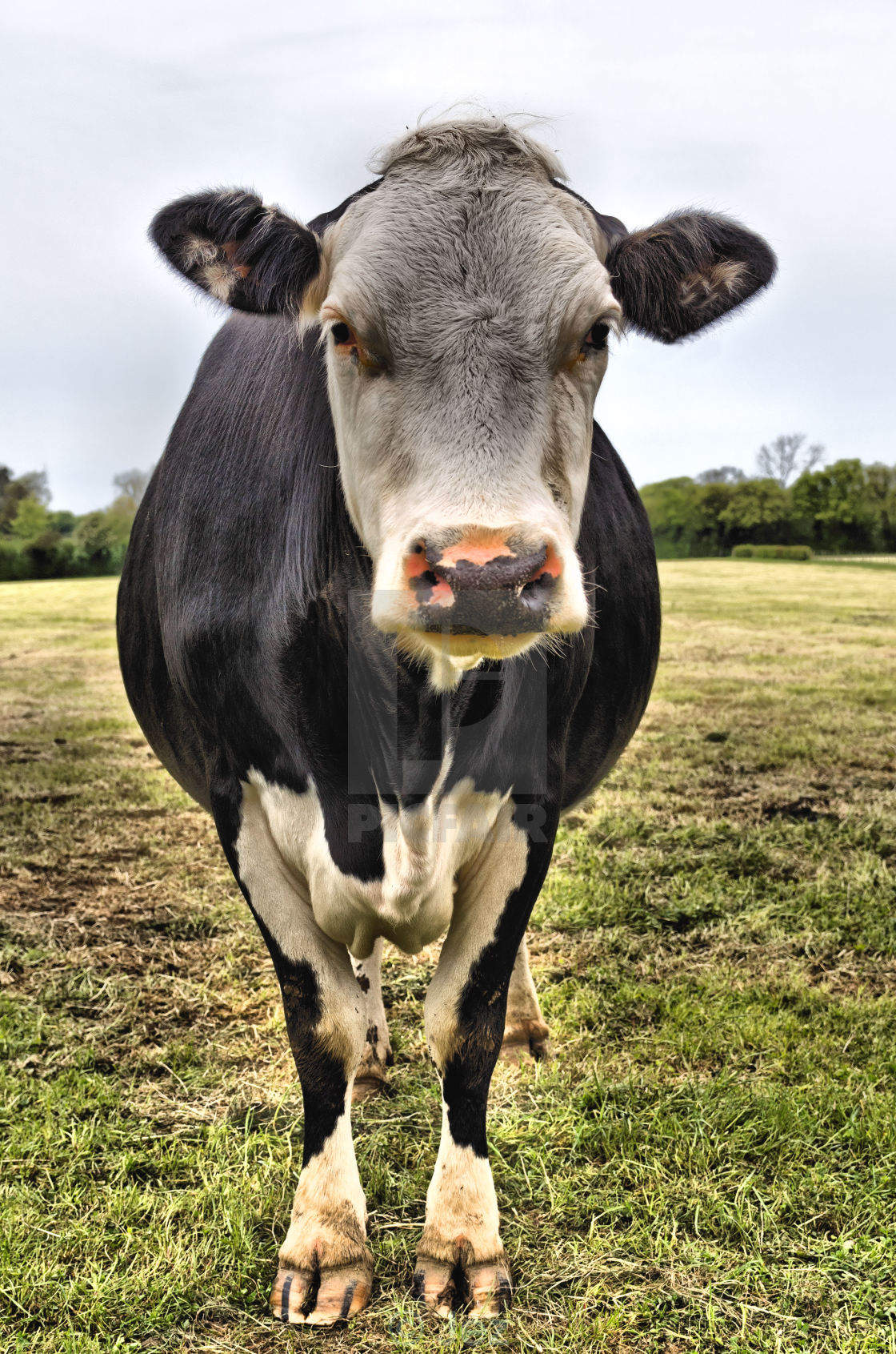 "Cow" stock image