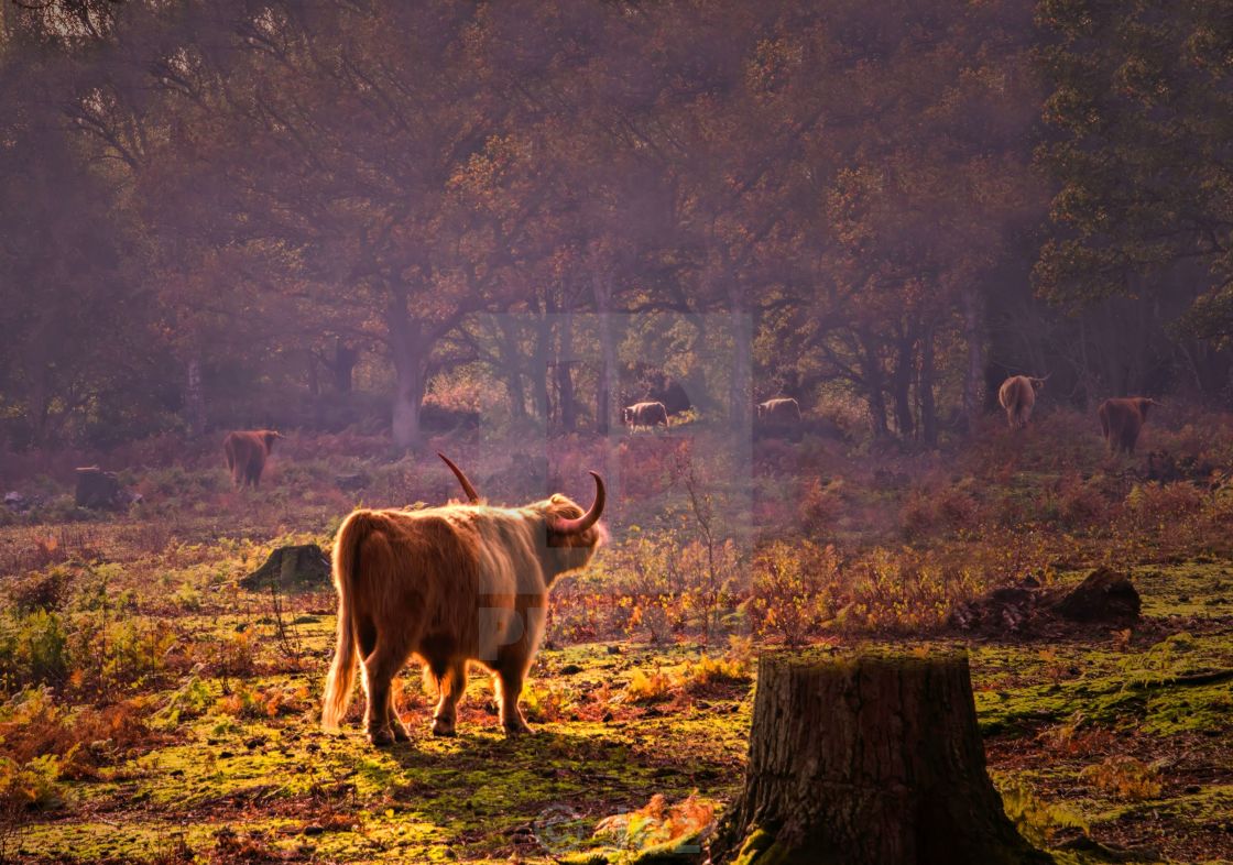 "Highland mist" stock image