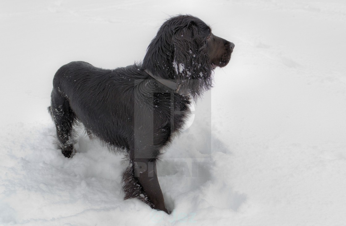 "Black dog in snow" stock image