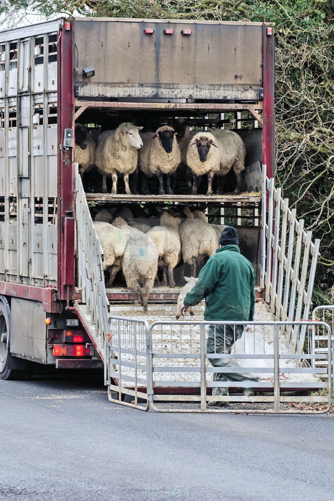 "Sheep Truck" stock image