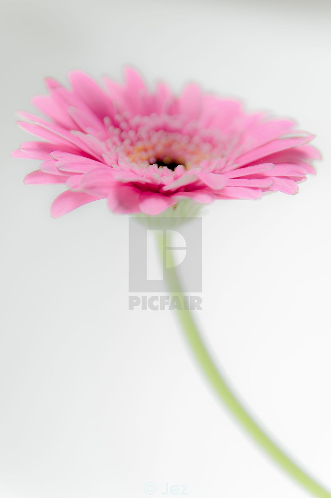 "Gerbera" stock image