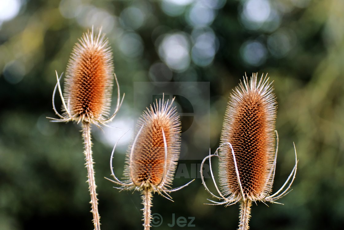 "Teazle's" stock image