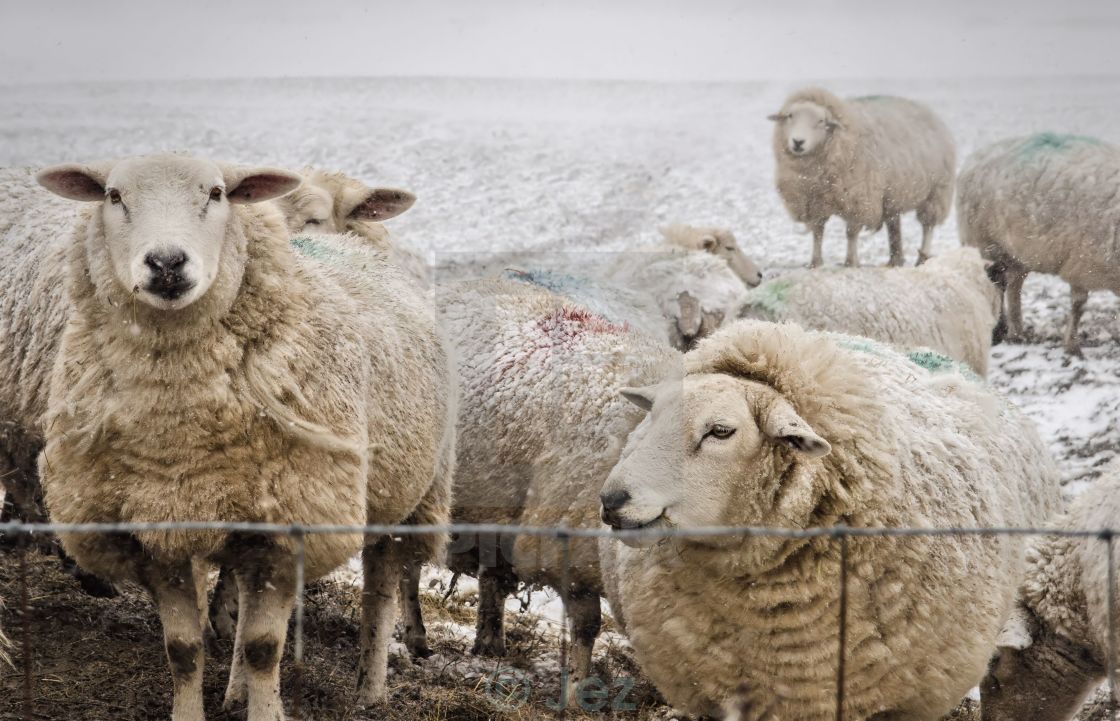 "Winter with sheep" stock image