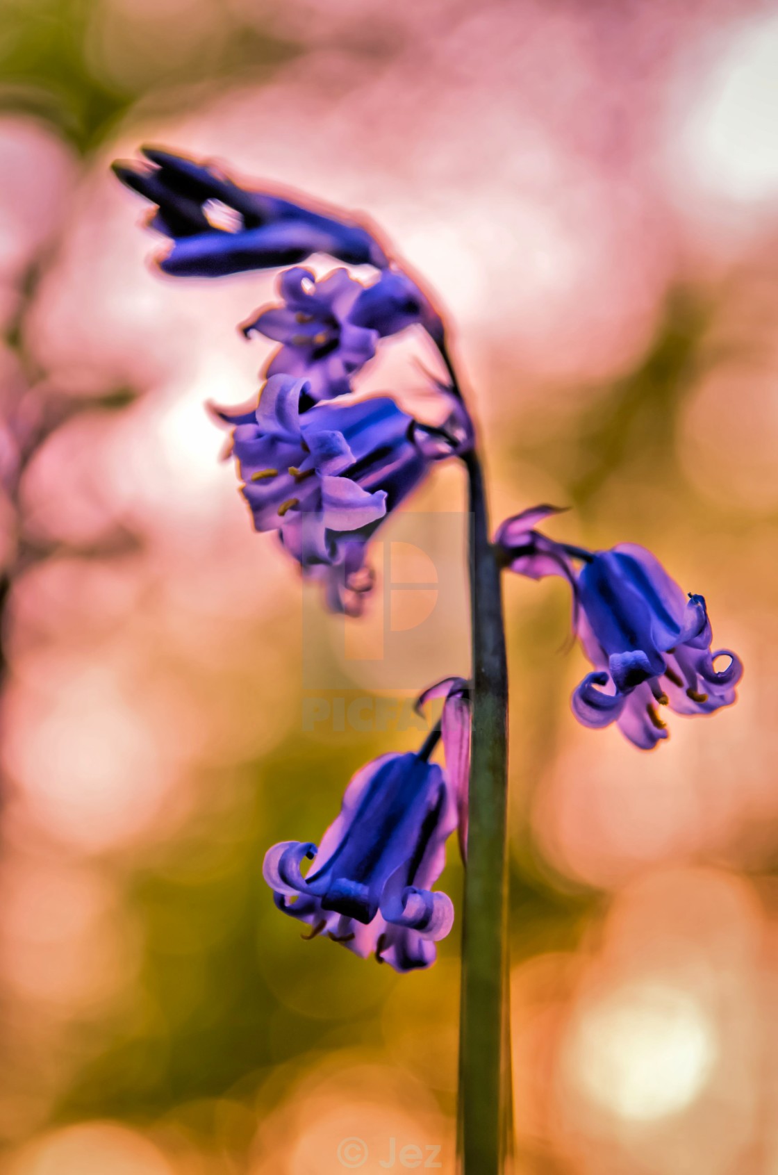 "Bluebell Art 1" stock image