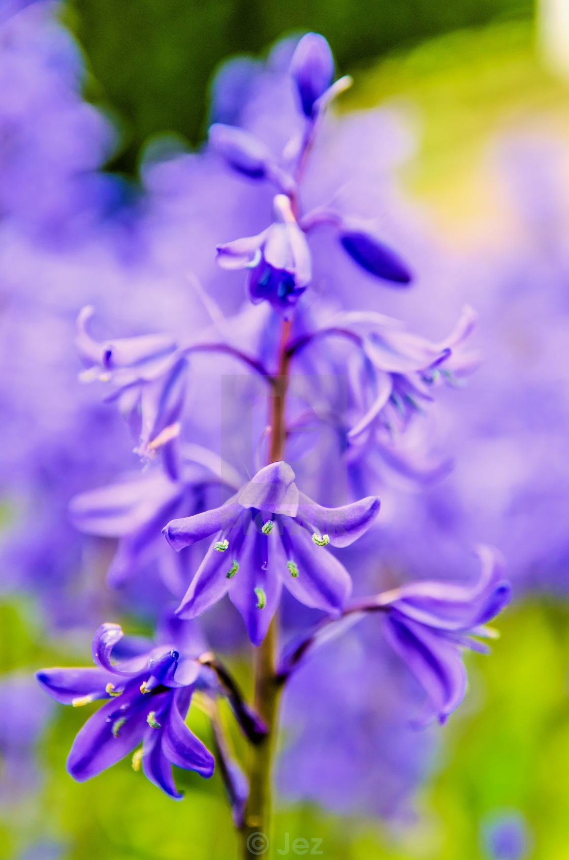 "Bluebell Art" stock image