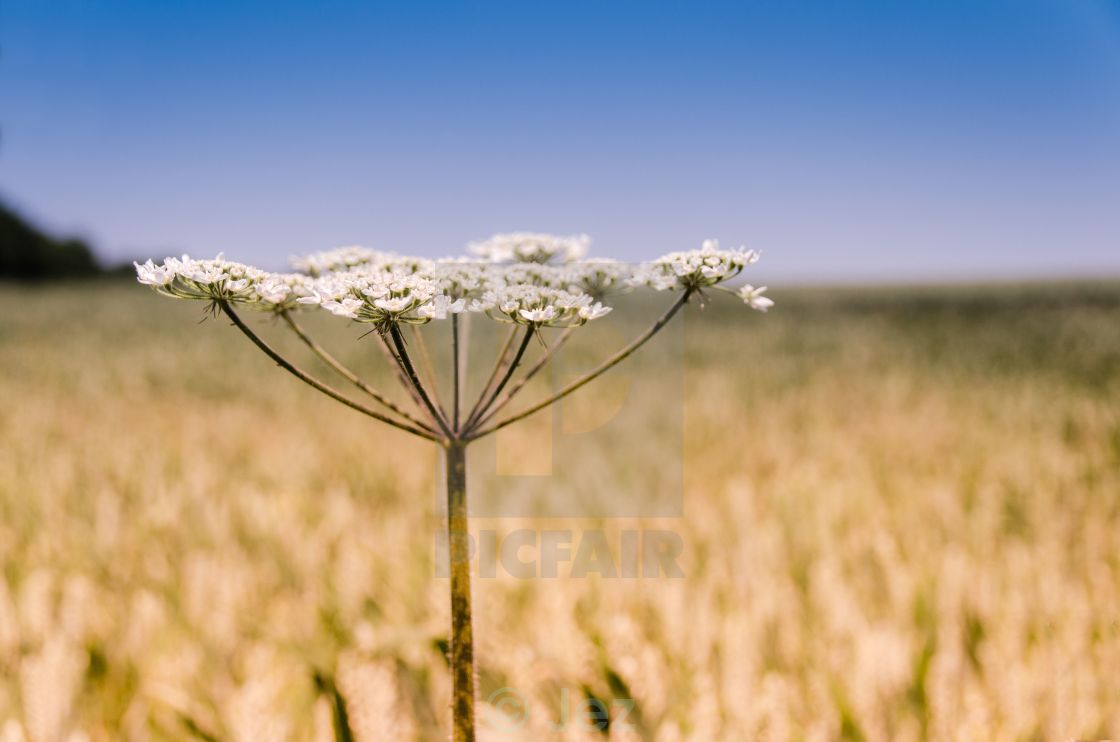 "Cow Parsley" stock image