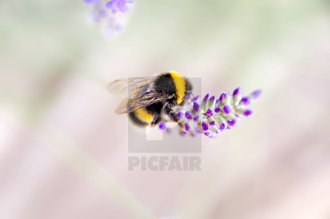 "Bee on Lavender" stock image