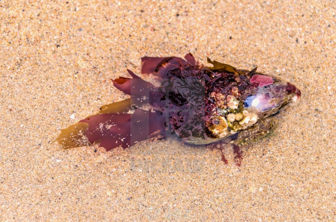 "SEAWEED SHELL FISH" stock image