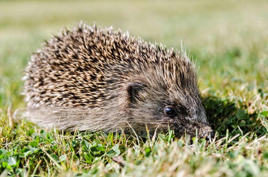 "Hedgehog" stock image