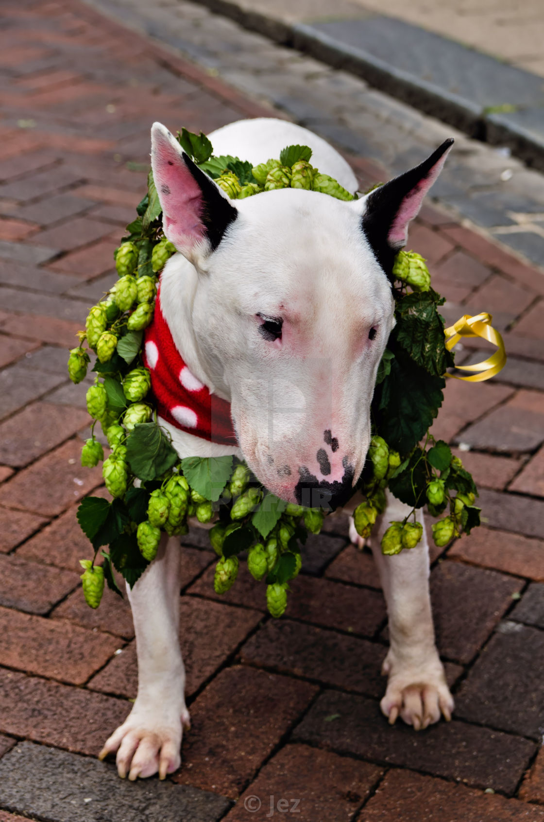 "Bull Terrier" stock image