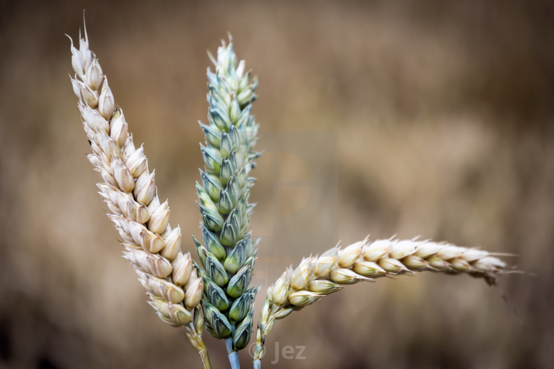 "Wheat" stock image