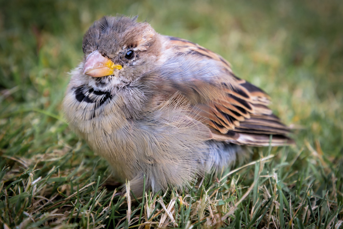 "House Sparrow" stock image