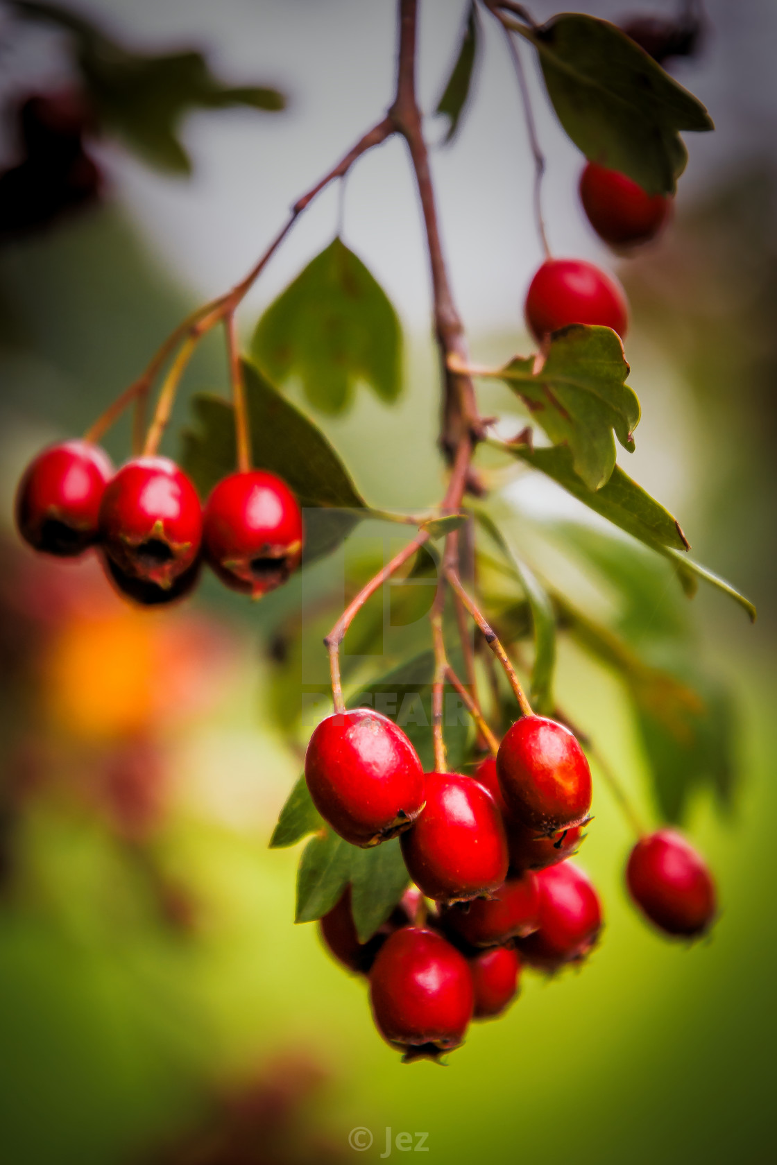 "Red Berries" stock image